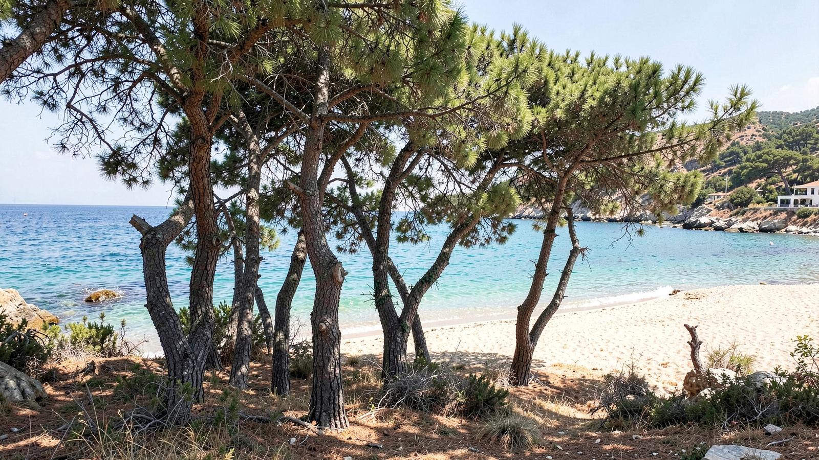 Νικήτη Χαλκιδικής