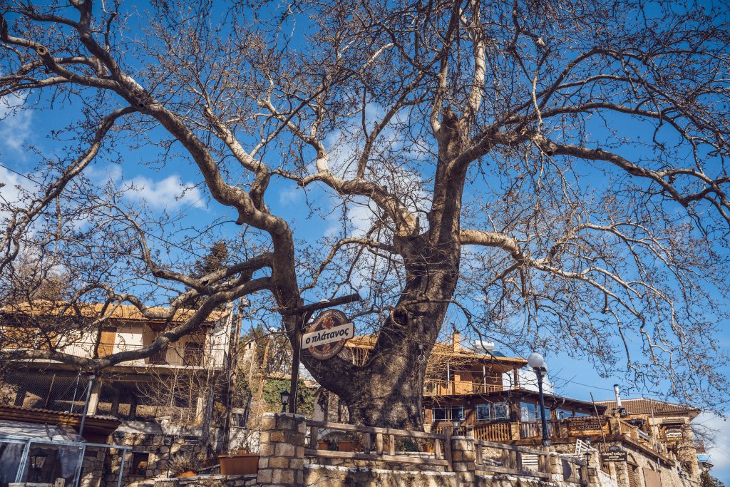 Κάτω Τρίκαλα Πλάτανος