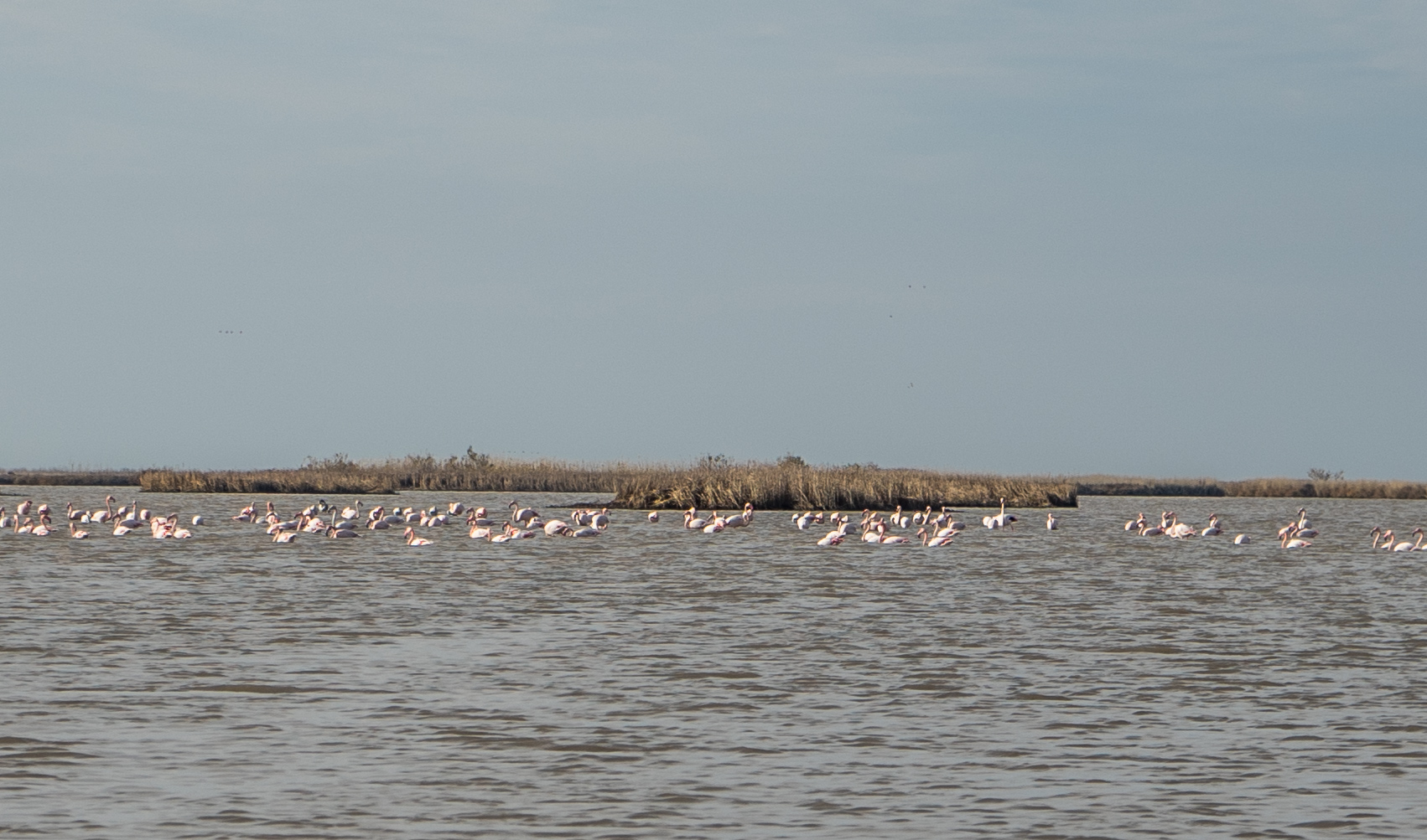 flamingo evros