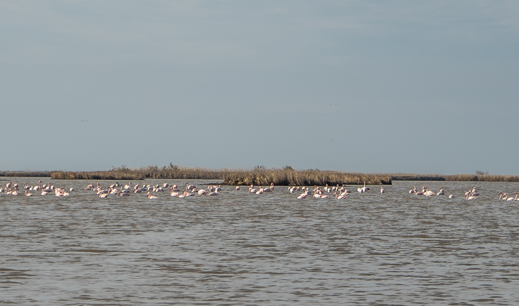 flamingo evros