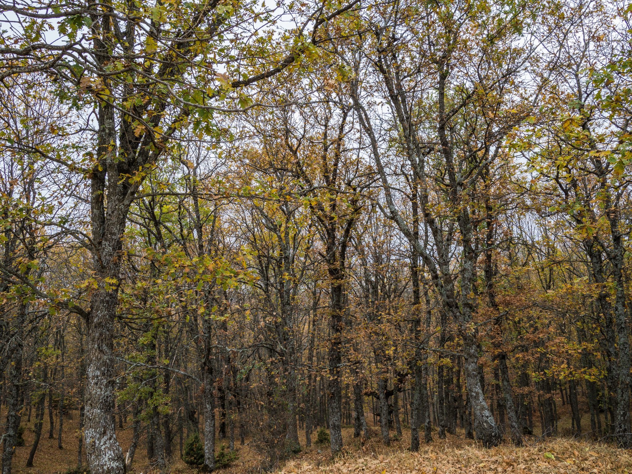 Πανεπιστημιακό δάσος Ταξιάρχη