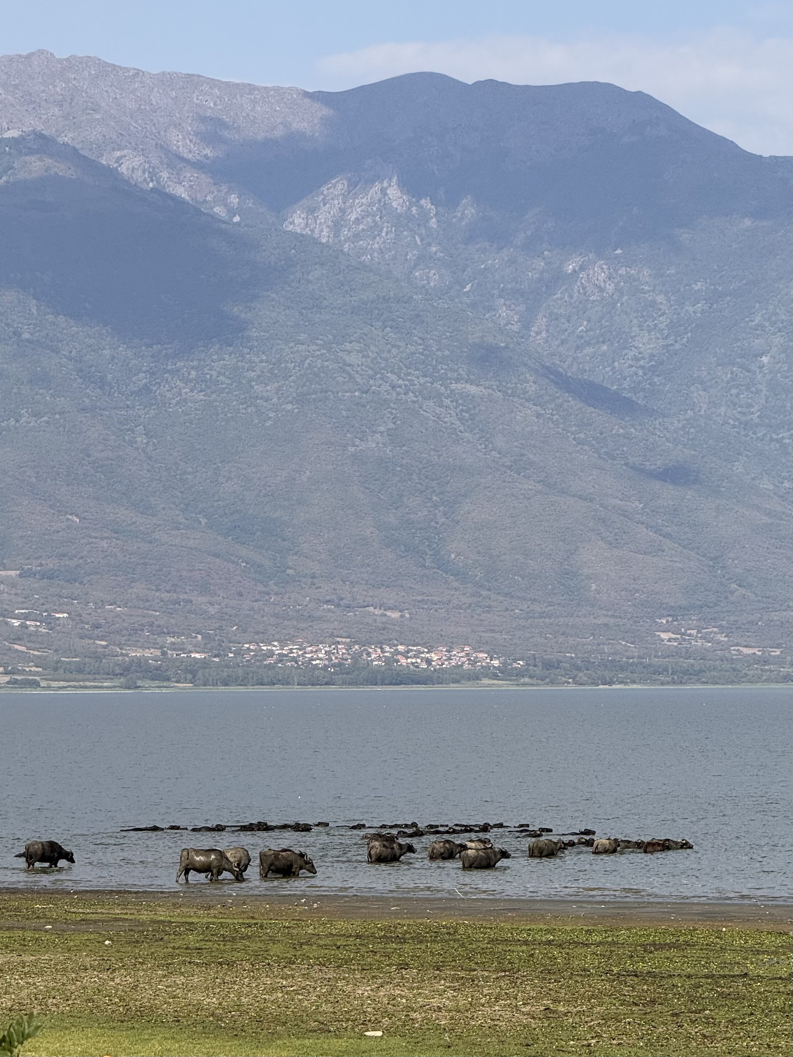 βουβάλια στη λίμνη Κερκίνη