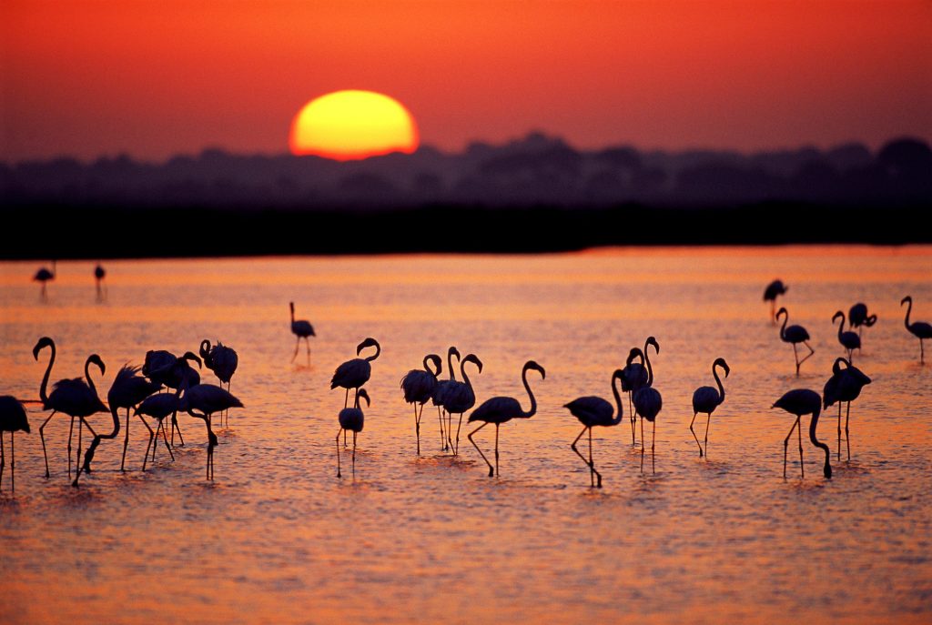 donana-national-park-spain