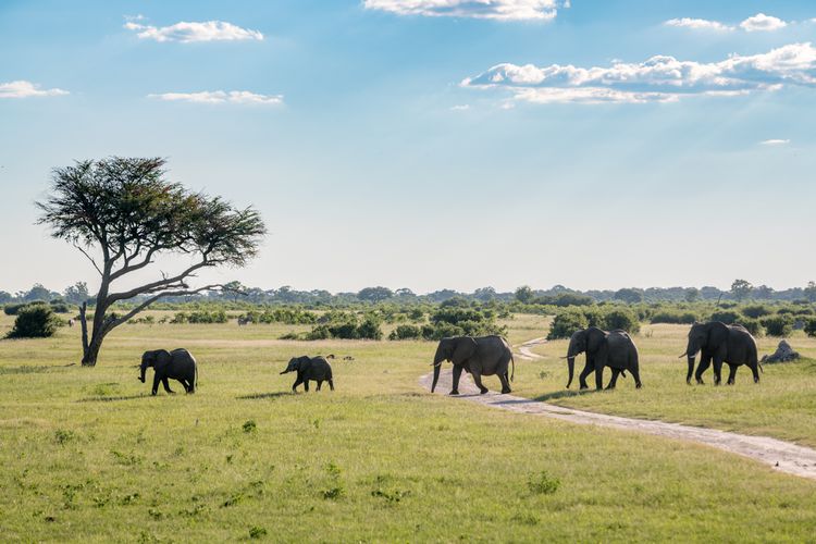 hwange-national-park-zimbabwe