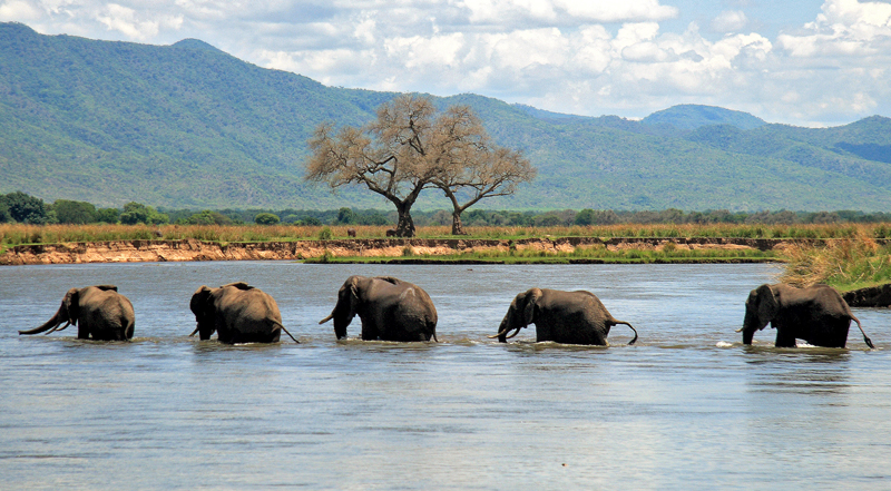 mana-pools-zimbabwe